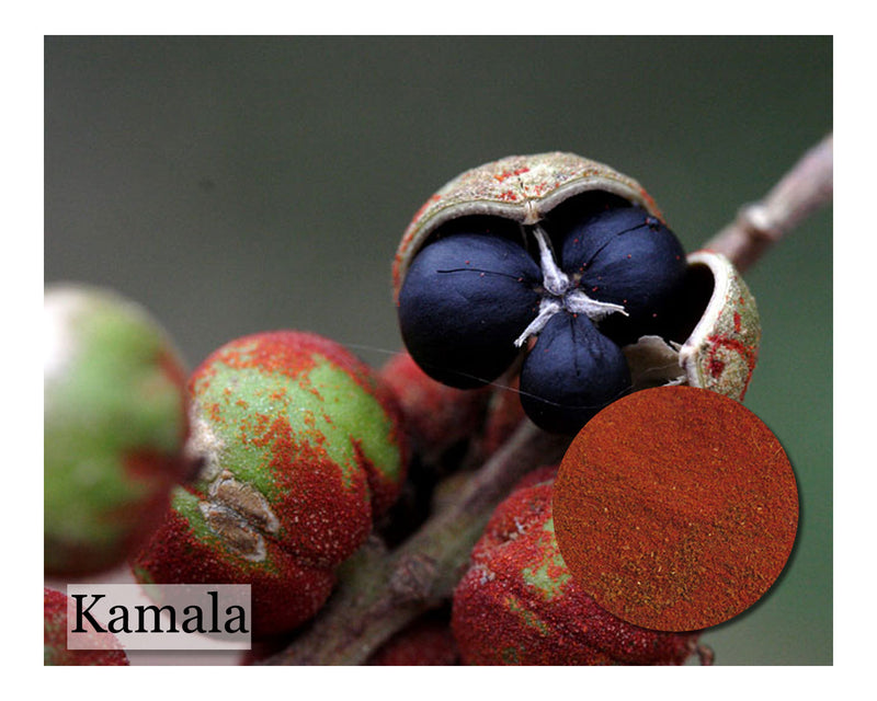 Kamala - 4 oz - Cupid Falls Farm